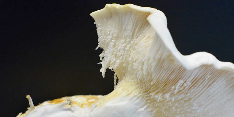 Jiann Hughes, Oyster Mushrooms flourishing with MOFs (metal organic frameworks) as part of a Synapse CSIRO Residency