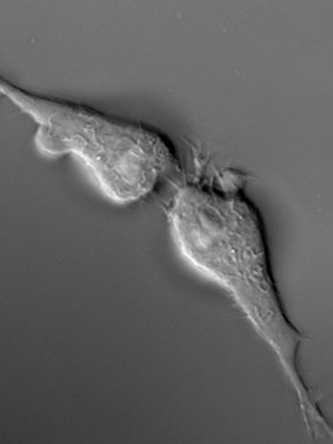 ANAT SAHMRI resident Helen Pynor, The End is a Distant Memory (detail), 2016. Video stills (time-lapse microscopy of chicken fibroblast cells).