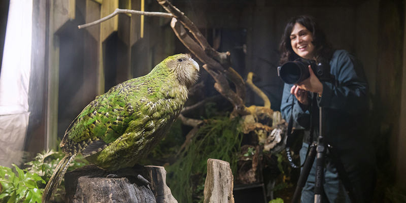 Lelia Jeffreys Sirocco Kakapo New Zealand, a woman in the background of a darkened room, photographs a green parrot.