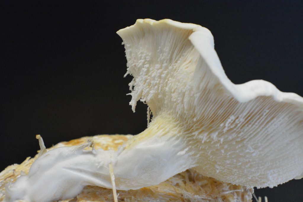 Jiann Hughes, Oyster Mushrooms flourishing with MOFs (metal organic frameworks). Image courtesy the artist.