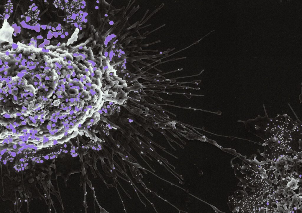 Andrea Rasola ANAT Synapse Residencies 2019 | ANAT