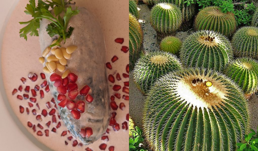 Chiles en Nogada, a dish served to celebrate Mexican Independence Day, but only during the month of September. In part a way of protecting one of the ingredients, the crystallized pulp of the Biznaga Cactus (acitron), that takes such a long time to grow and it is at risk of endangerment. Images courtesy the artist. 