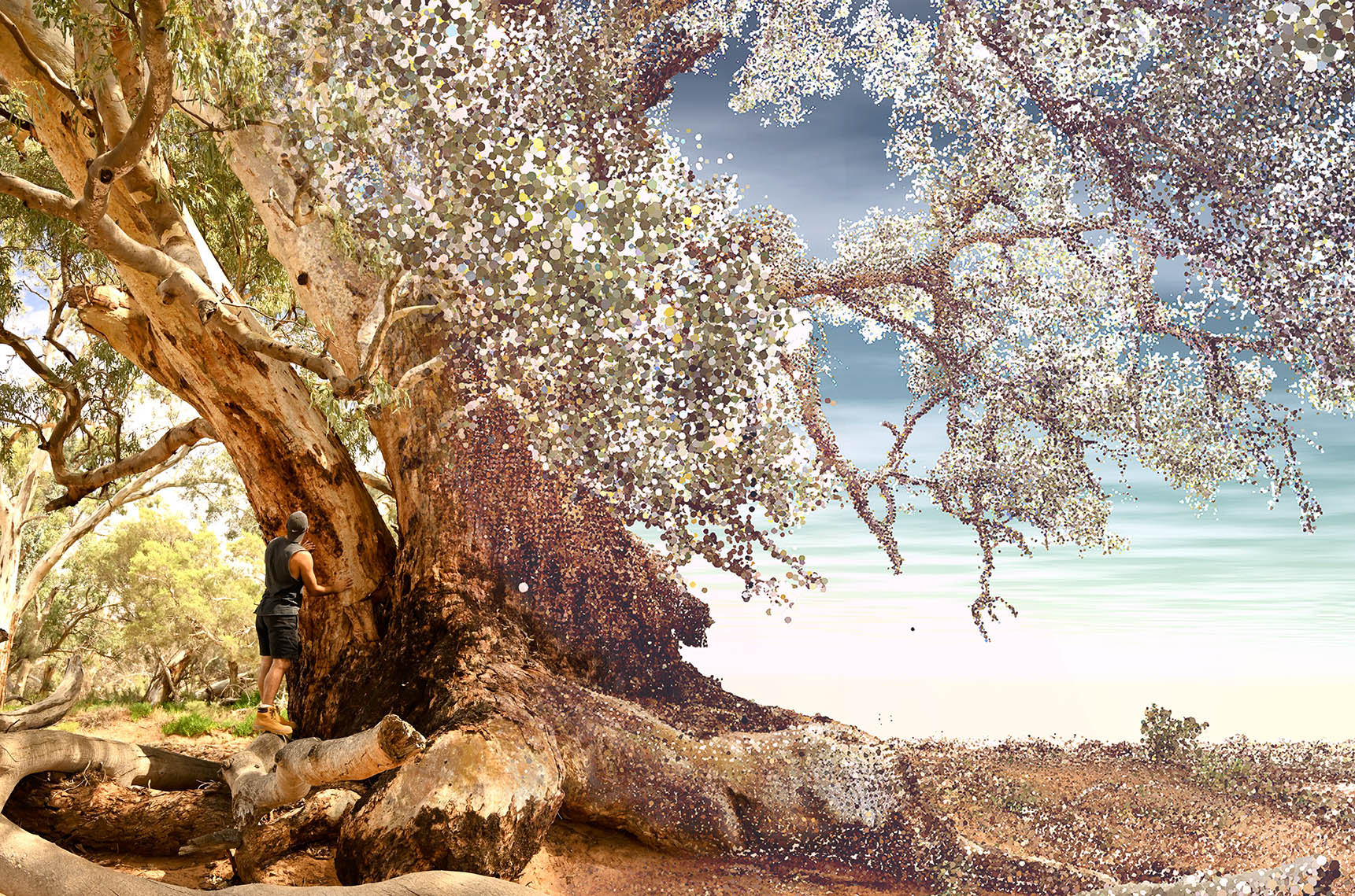 A digitalised image of an immense red river gum tree, it's huge scale revealed by a man standing by the base of the tree's trunk